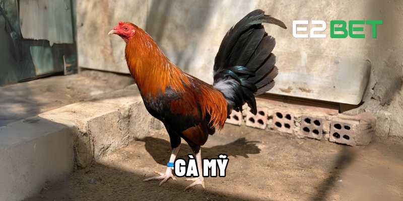 gà Mỹ