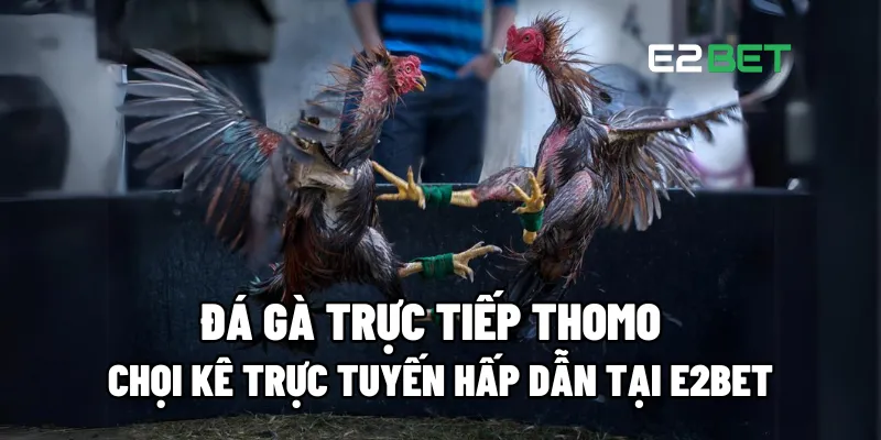 Đá gà trực tiếp Thomo